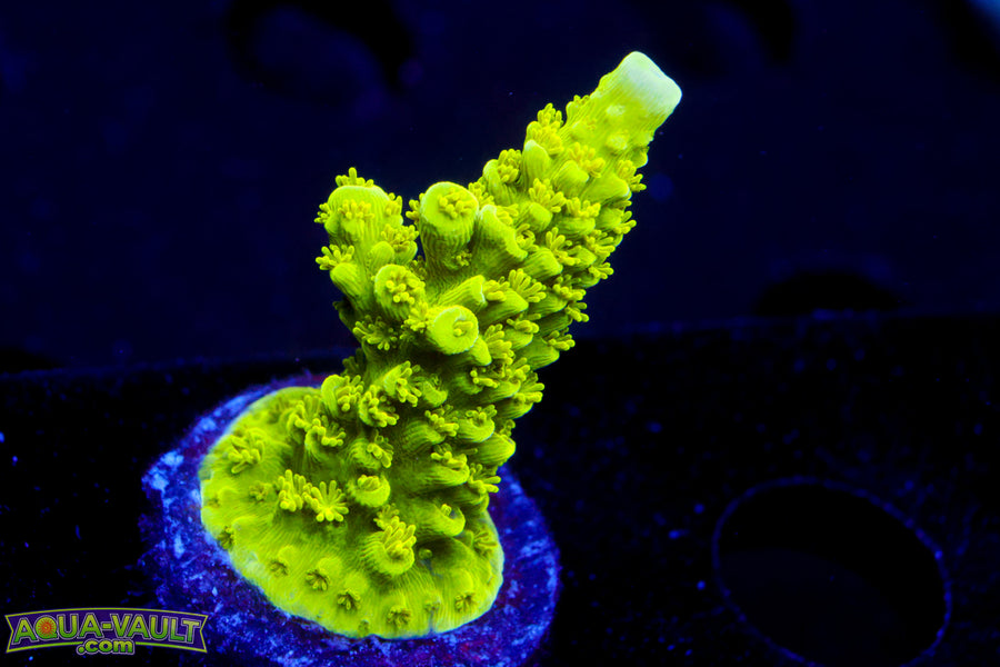Bali Green Slimer Acro