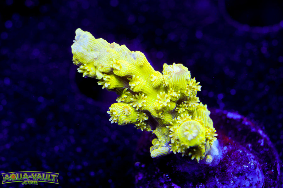 AV99 Orange Crush Acro
