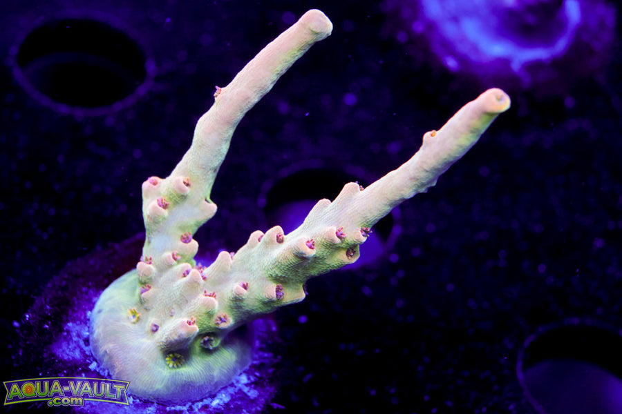 Greg’s Unicorn Acro