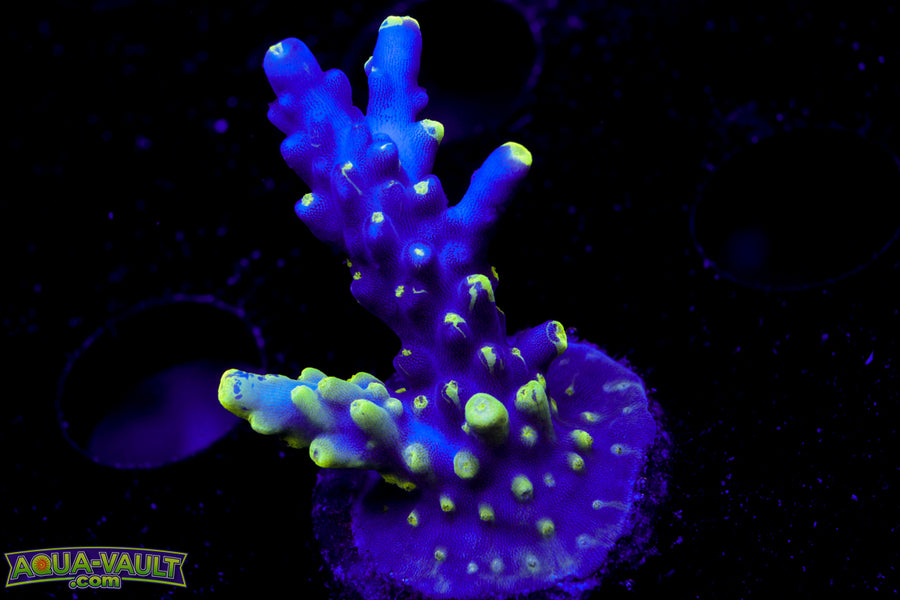 UW Oompa Loompa Splice Acro