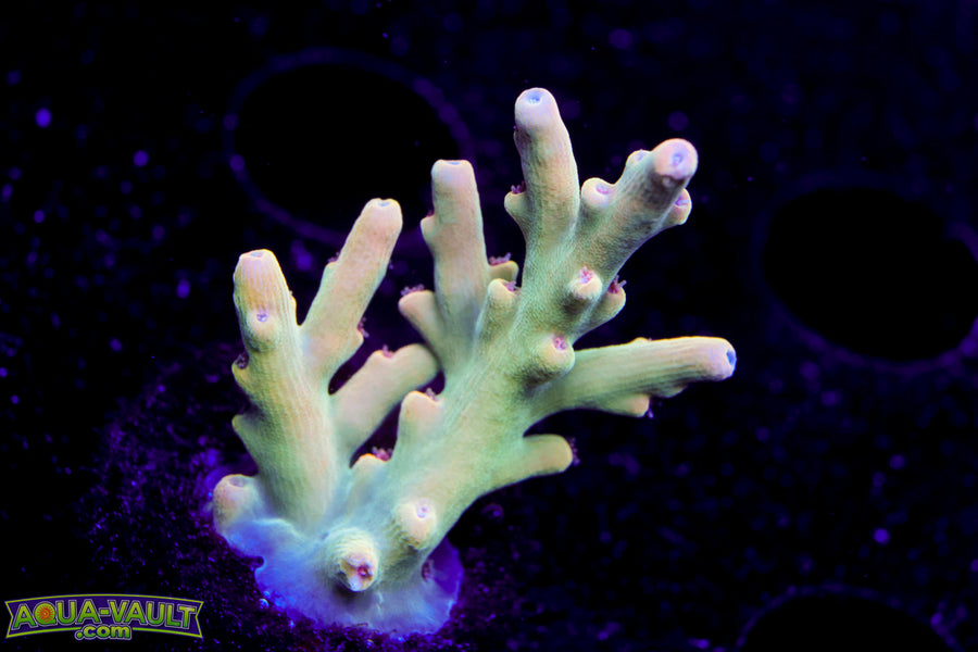 Raising Reef Gooseberry Speciosa