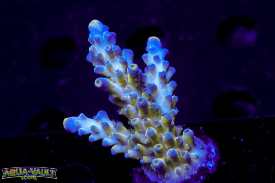 Nick's Purple Passion Acro