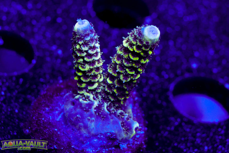 Raising Reef Blue Flame Milli