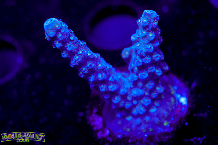 TSA Blue Slimer Acro