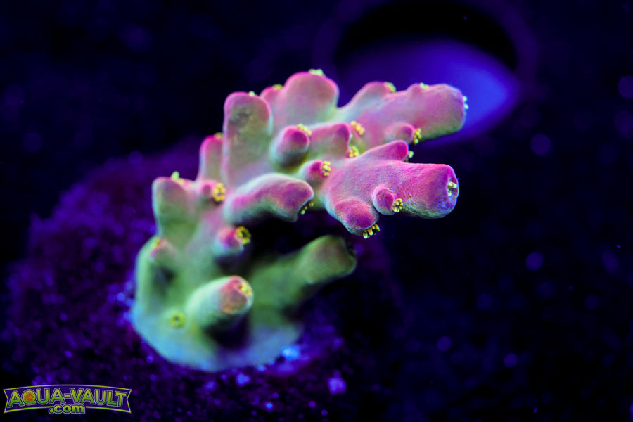BC Cricket Spine Acro