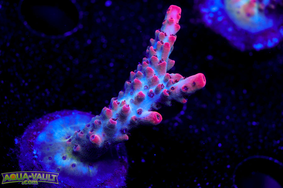 CB Maleficent Acro