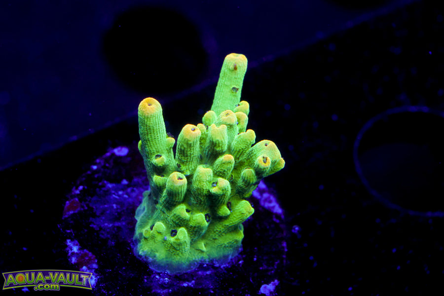 CC Black Hornet Acro