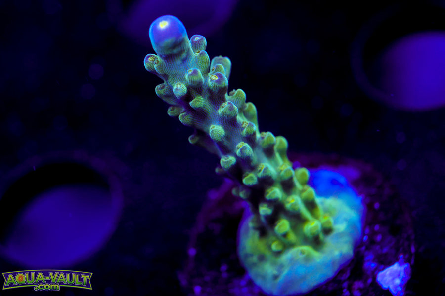 Tricolor Valida Acro