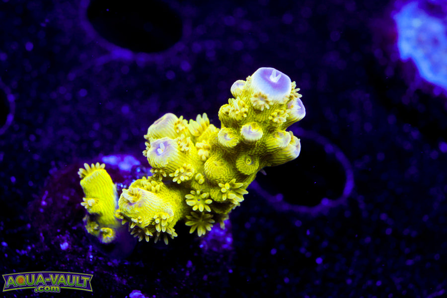 AV99 Orange Crush Acro