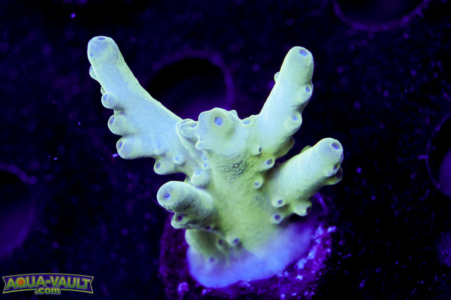 Raising Reef Blue Thunder Acro