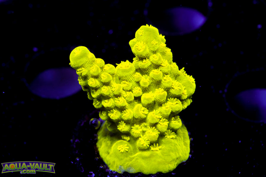 Neon Slimer Acro
