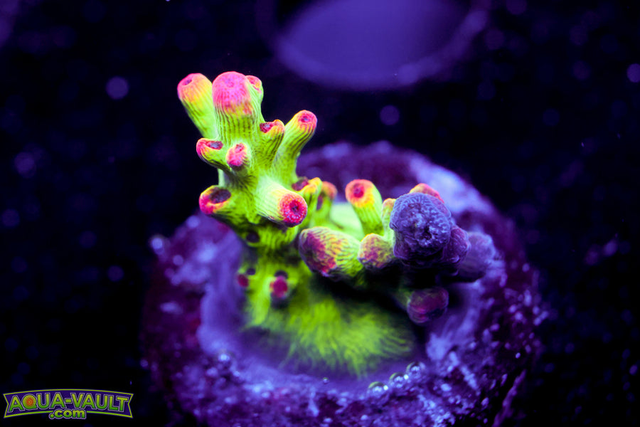 BC Hyperberry Acro