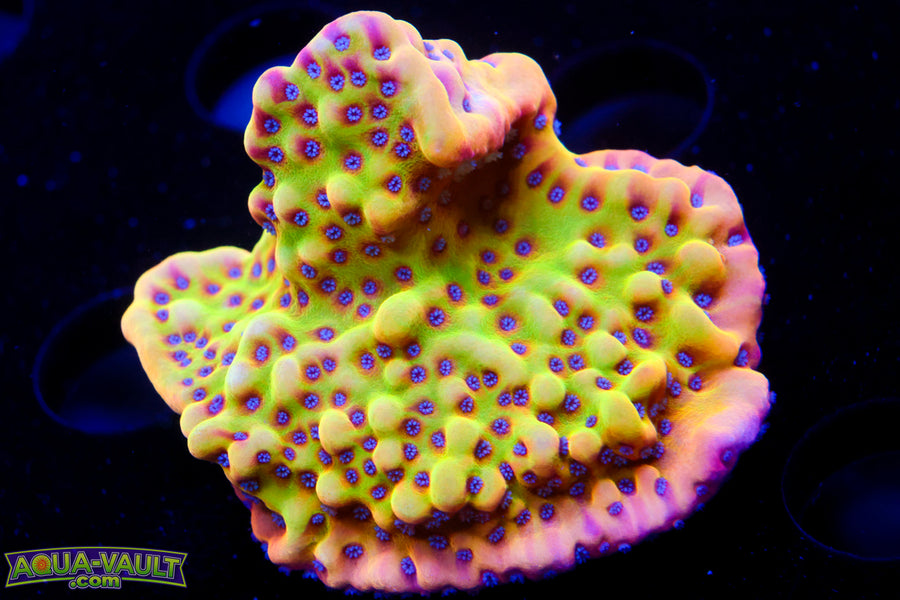 JF Crazy T Monti >1.5"
