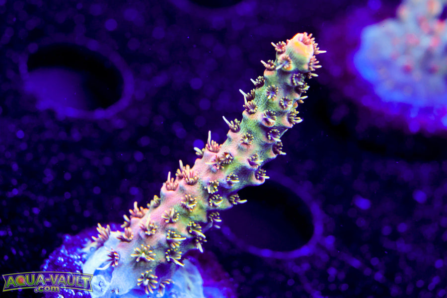 Raising Reef Prismatic MIlli