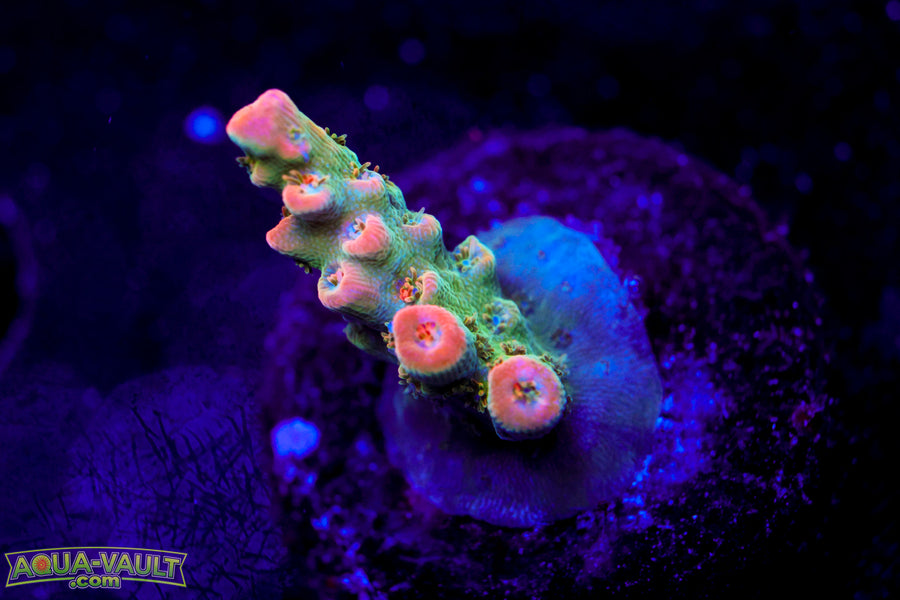 BC Frankenberry V2 Acro