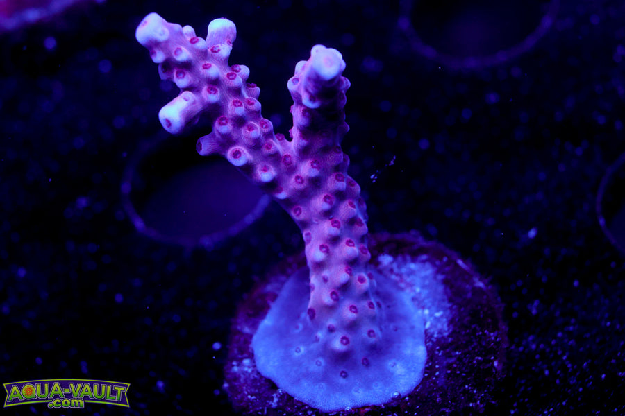 BC Space Laser Acro