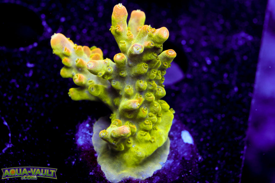 ARC Master Yoda Acro