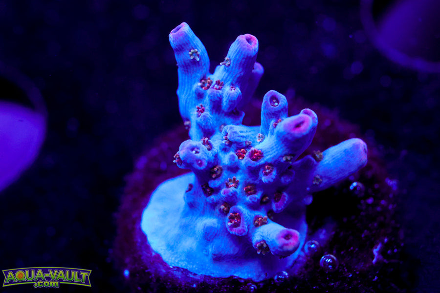 BC Fire Polyp Table Acro