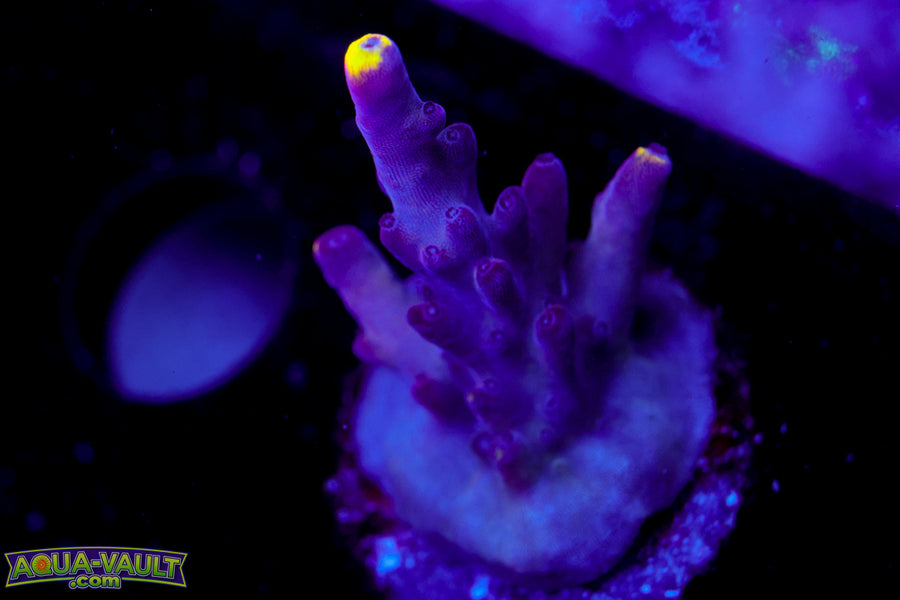 JF Foxflame Acro