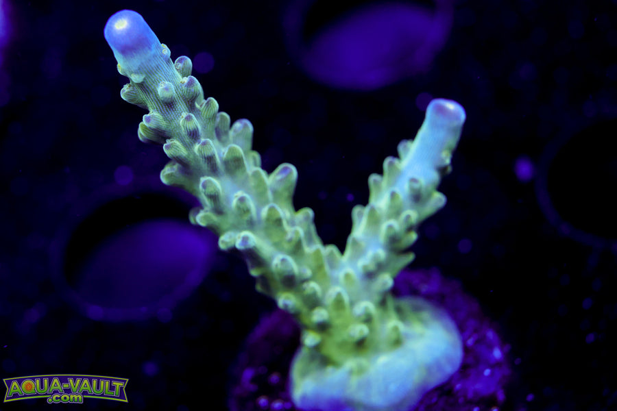 Tricolor Valida Acro
