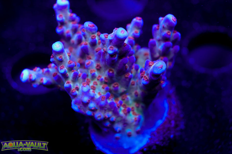 ARC Fireworks Acro