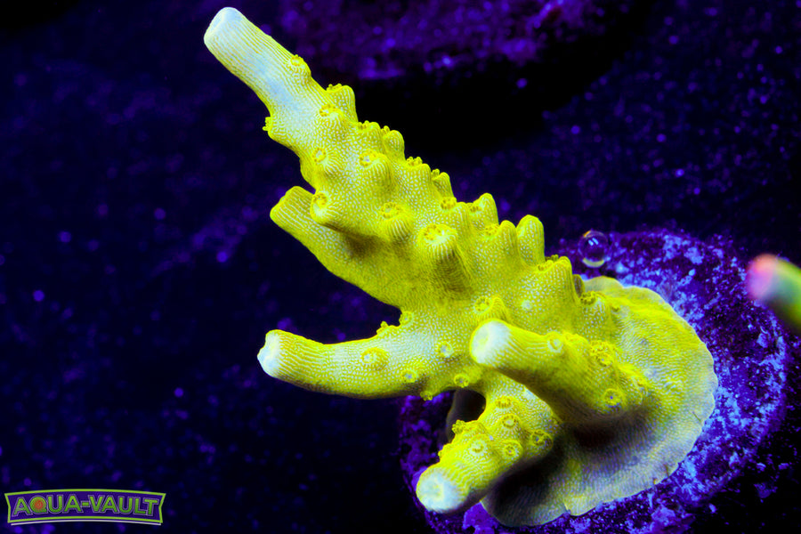 Paletta Pink Tip Acro