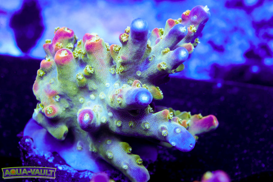 JF Shocktart Acro