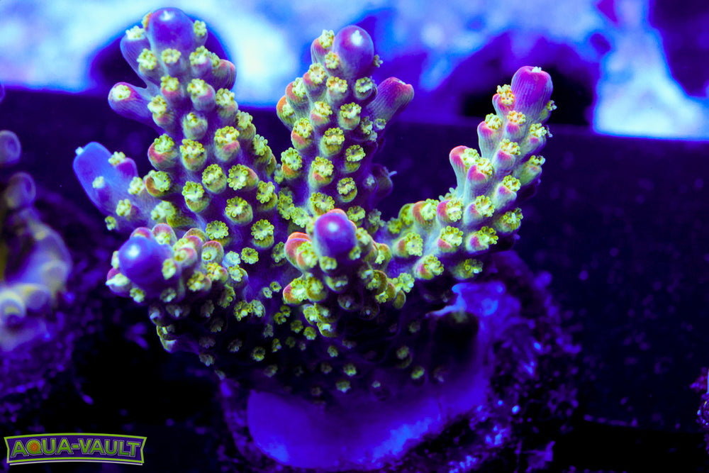 JF Shocktart Acro