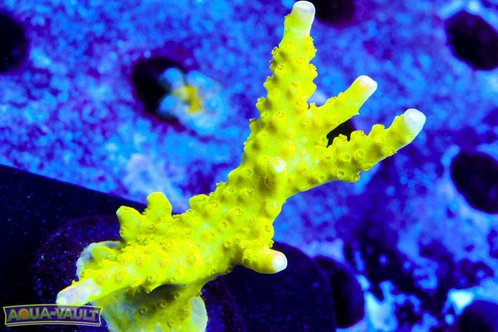 Paletta Pink Tip Acro