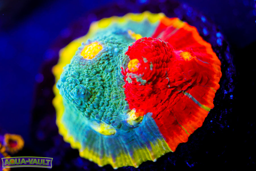 CV Rainbow Chalice 1"
