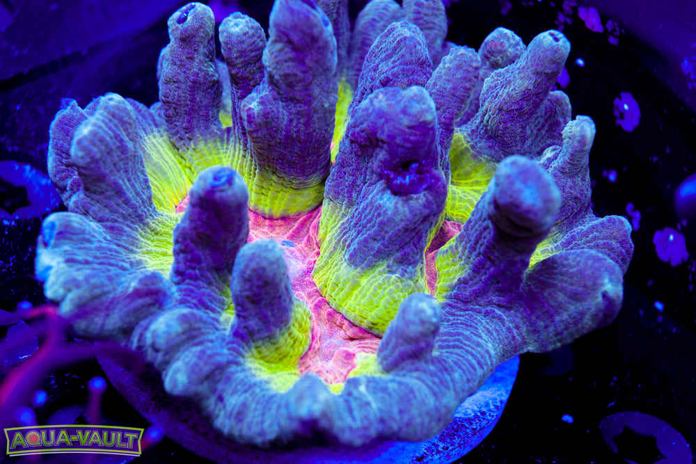 Rainbow Pectinia Colony