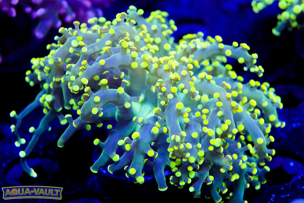 Green Octospawn