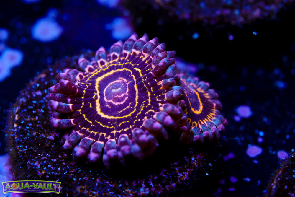 OG Stratosphere Zoa