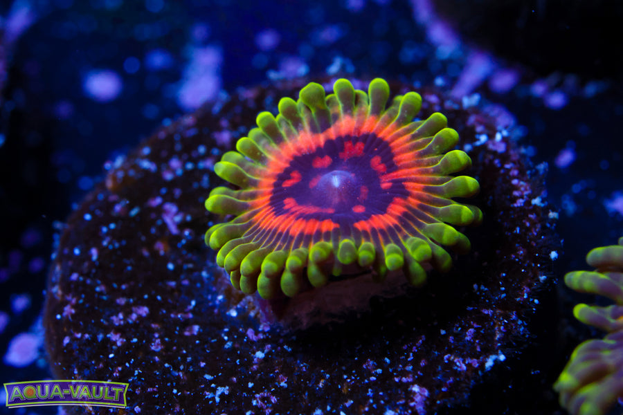 OG Hallucination Zoa