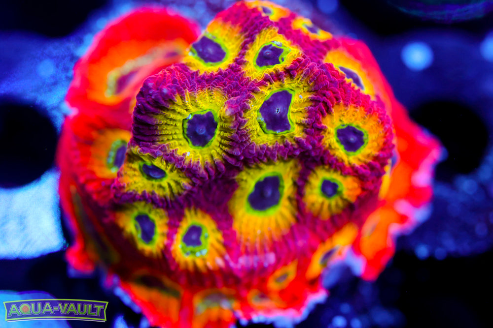 Spicy Lemon Favia Frag 2A - WYSIWYG