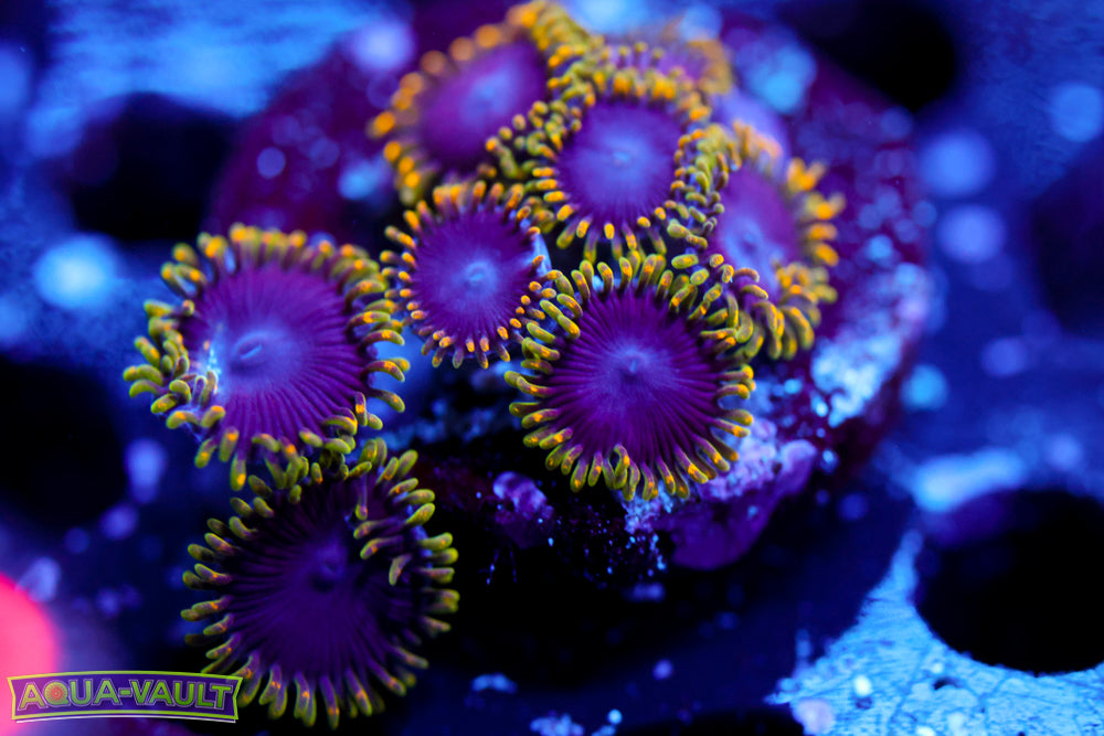 Thermosphere Zoa – Aqua-Vault