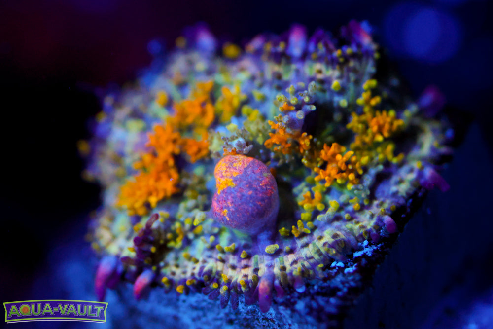 Gonzo's Golden Dragon Bounce Mushroom – Aqua-Vault