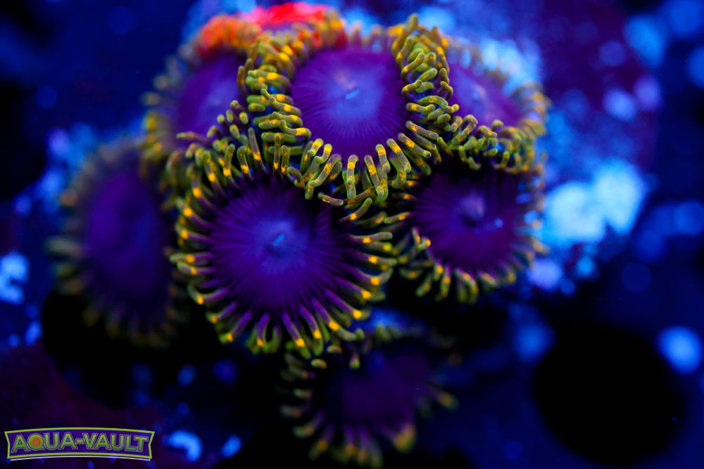 Thermosphere Zoa – Aqua-Vault