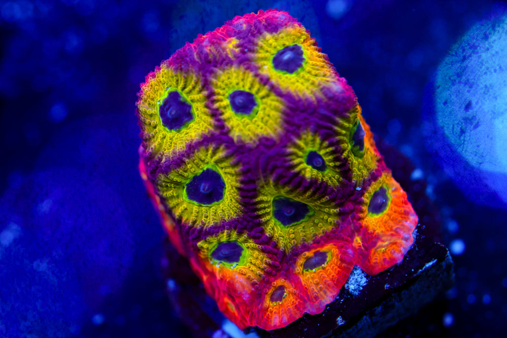 Spicy Lemon Favia Frag 2A - WYSIWYG main image 0