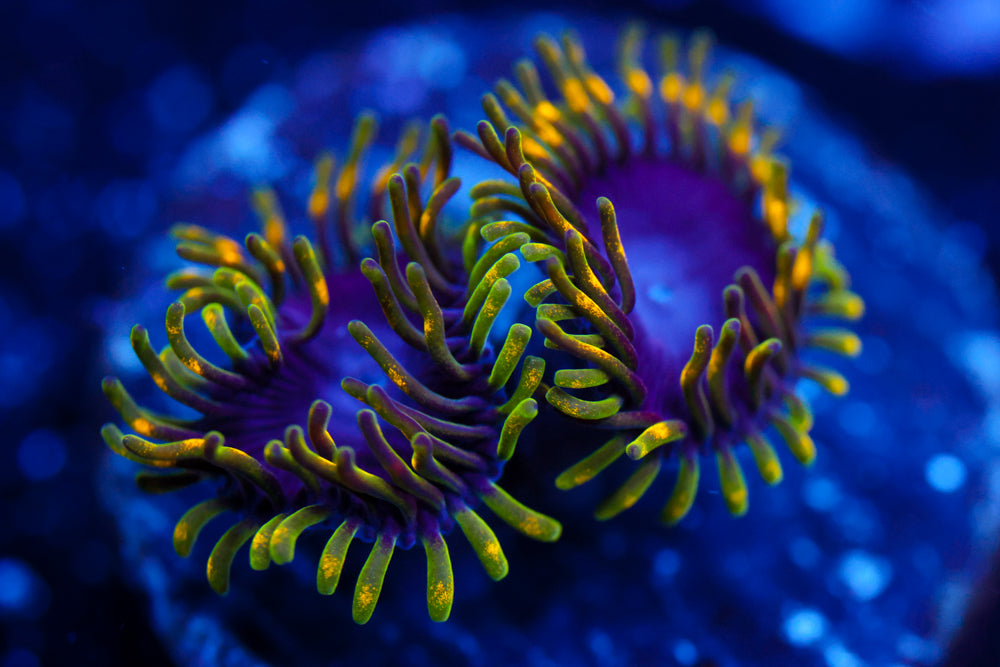 Thermosphere Zoa – Aqua-Vault