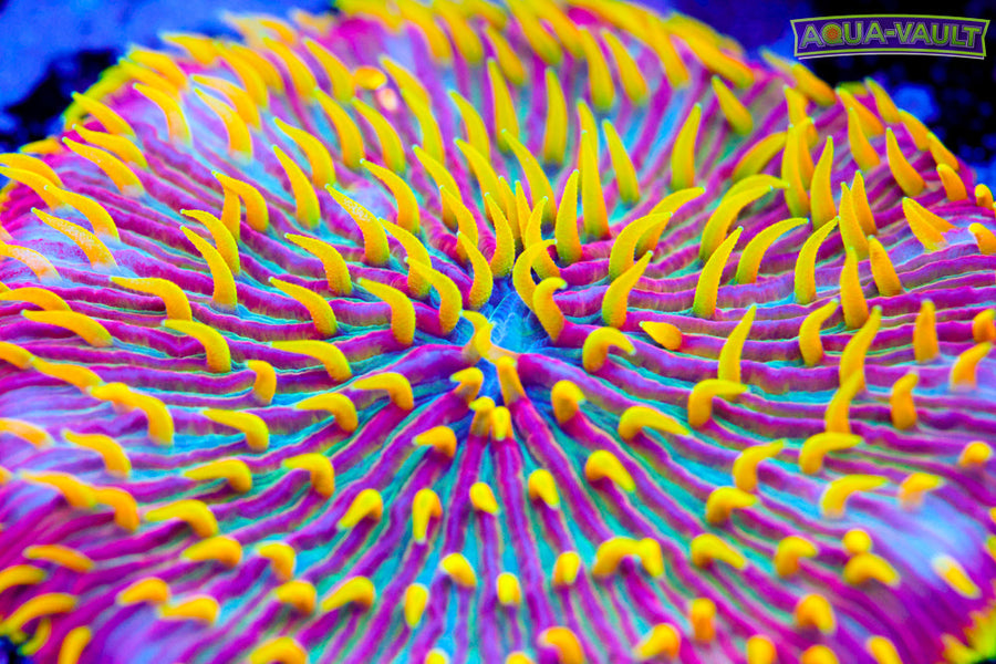 Buy Now Corals
