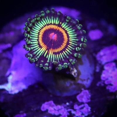 Zoanthids