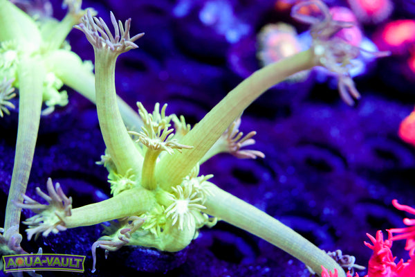 Halucination Goni