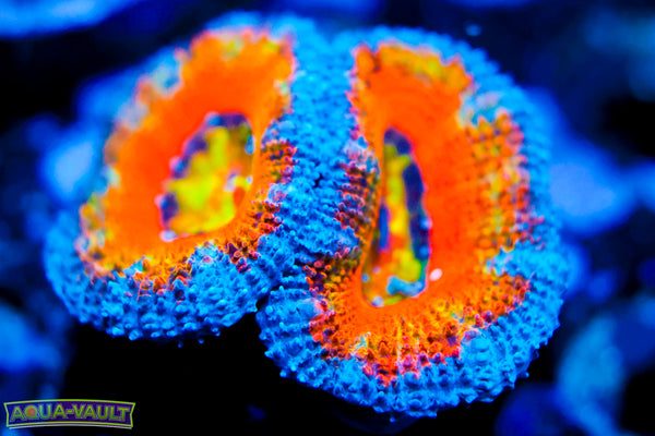 CV Hot Shot Rainbow Acan