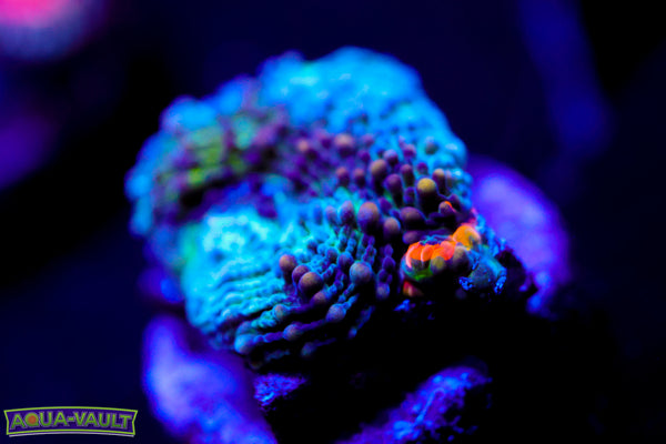 Enchanted Echinata