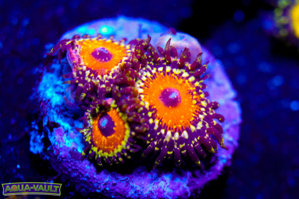 God Beast Zoa