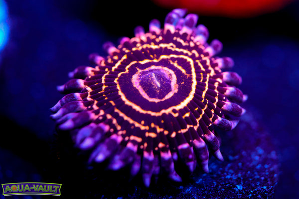 OG Stratosphere Zoa + Baby