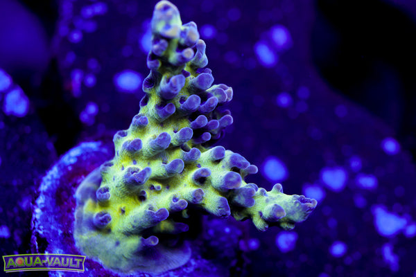ORA Pearlberry Acro