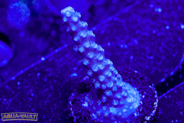 TSA Blue Slimer Acro