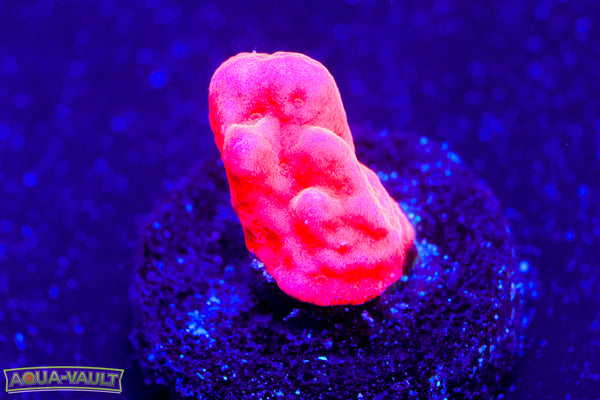 Montipora Branching Setosa